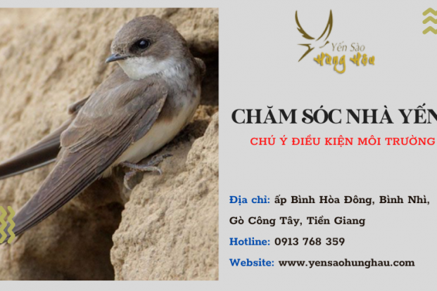 Hướng dẫn chăm sóc nhà yến hiệu quả tại Gò Công