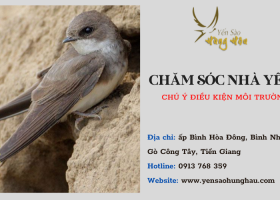 Hướng dẫn chăm sóc nhà yến hiệu quả tại Gò Công