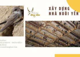 Những điểm cần lưu ý khi xây dựng nhà yến với Yến Sào Hùng Hậu