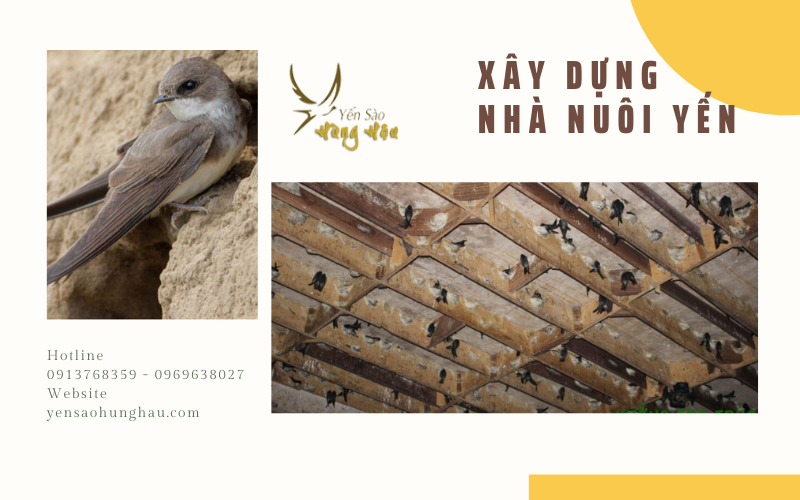 Xây nhà nuôi yến