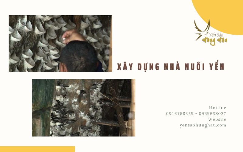 Yến Sào Hùng Hậu